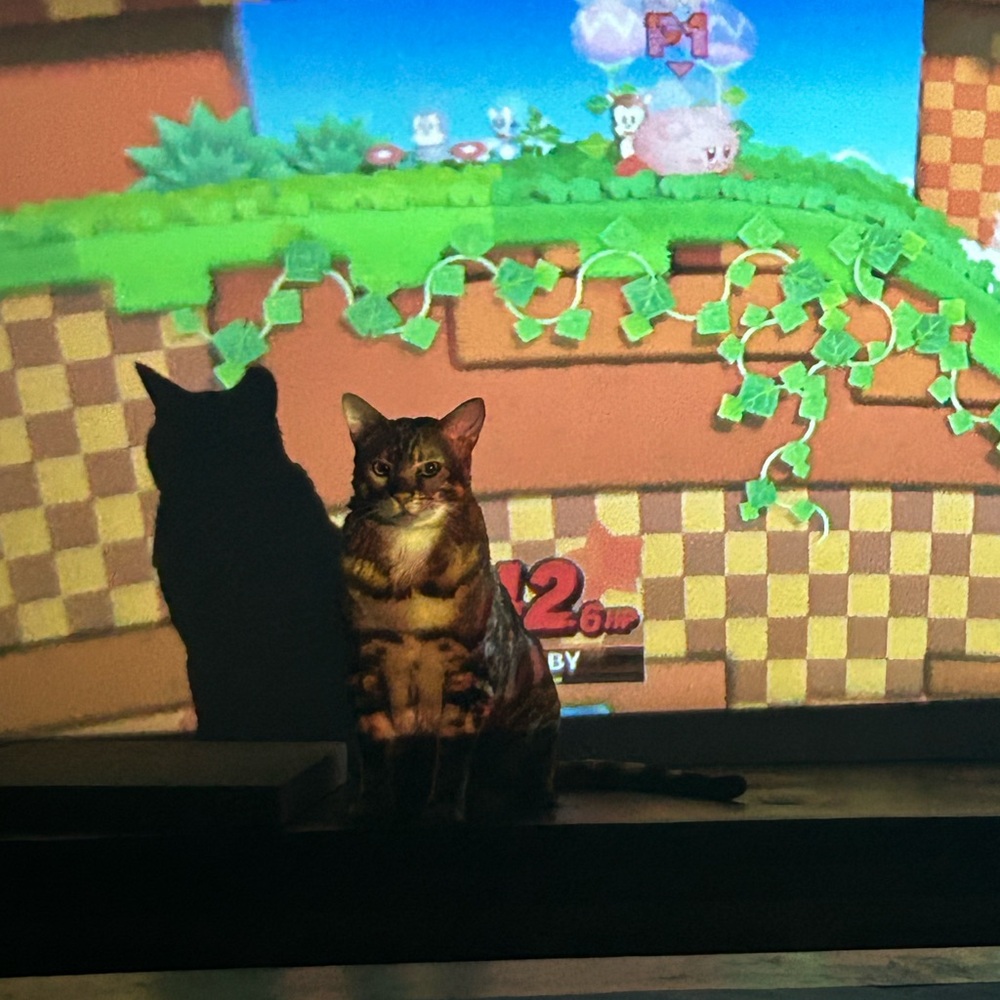 Interactive Cat Toy with Projector